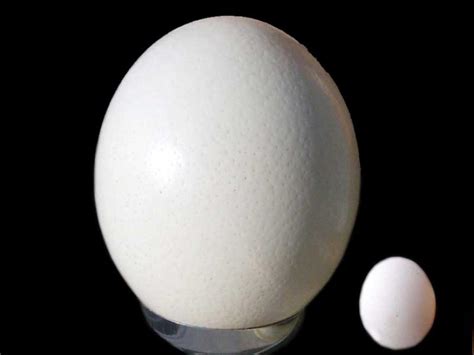 Uovo di struzzo in confronto a uova di gallina