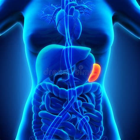 Anatomia della milza nel corpo umano