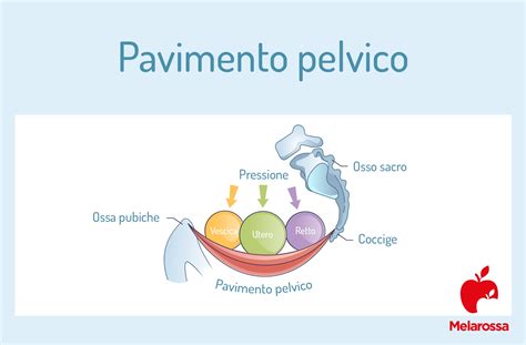 Schema anatomico del pavimento pelvico
