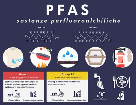 Infografica che illustra i potenziali effetti del BPA sulla salute