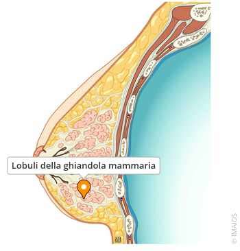 Struttura anatomica della ghiandola mammaria bovina