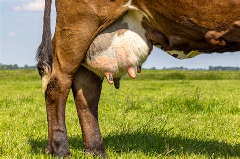 Diagramma che illustra il ciclo riproduttivo e la gestione dell'asciutta nella bovina da latte