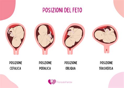 Ecografia fetale che mostra la posizione della placenta