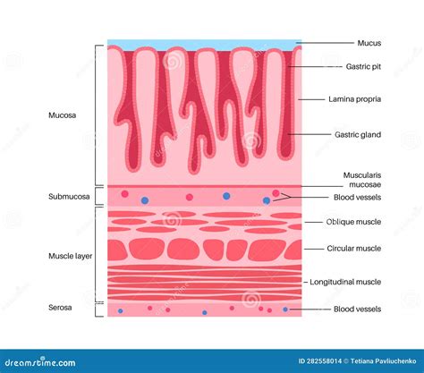Illustrazione anatomica della vagina con evidenza della mucosa