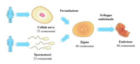 Schema di un nucleo di fecondazione divisibile