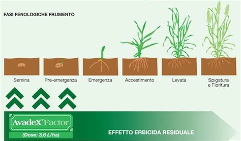 Schema delle fasi fenologiche di crescita del mais
