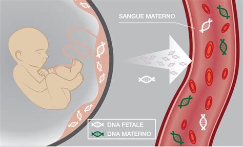 DNA fetale in esame