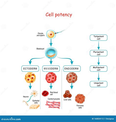 Schema della potenza cellulare: totipotente, pluripotente, multipotente