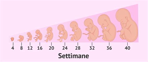 Schema delle settimane di gestazione e sviluppo fetale