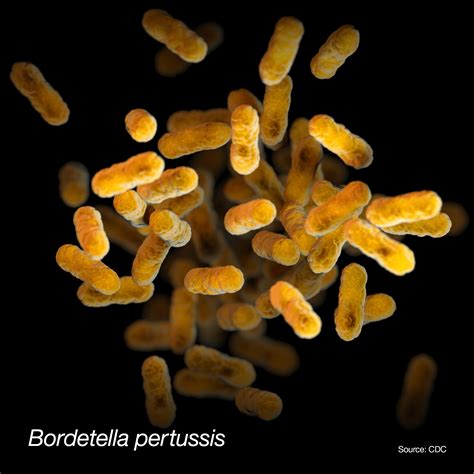 Illustrazione microscopica del batterio Bordetella pertussis