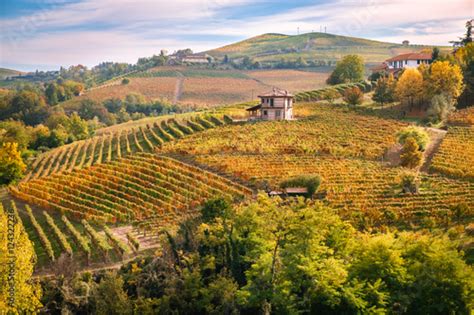 Paesaggio collinare friulano con vigneti