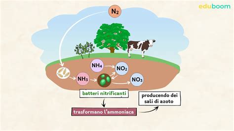 Diagramma che illustra il ruolo dei nutrienti nel prato