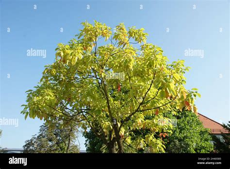 Albero di Cinnamomum camphora