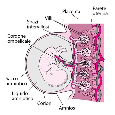 Schema anatomico della placenta e del sacco amniotico