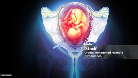 utero con feto e onde sonore