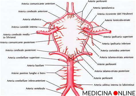 Diagramma del circolo di Willis con arterie cerebrali