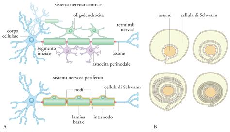 Diagramma semplificato della crescita neuronale con NGF