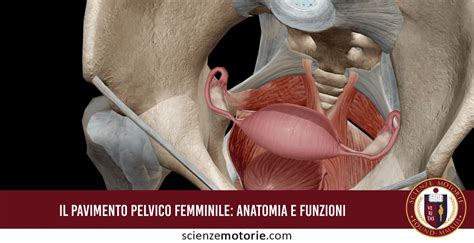 Illustrazione anatomica dell'utero di una cagna