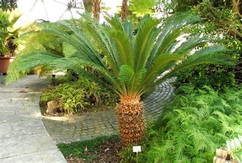 Cycas revoluta in un giardino tradizionale giapponese