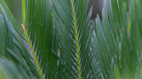 Dettaglio delle foglie e del tronco di un Cycas revoluta