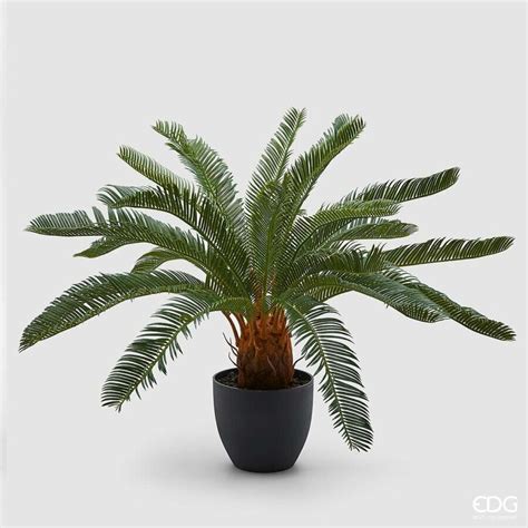 Vaso con Cycas e substrato drenante