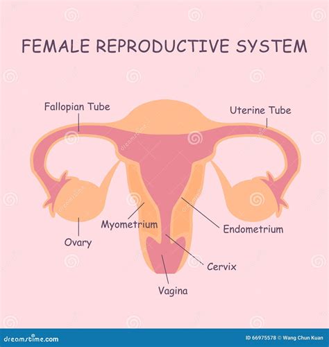 Rappresentazione anatomica del sistema riproduttivo femminile