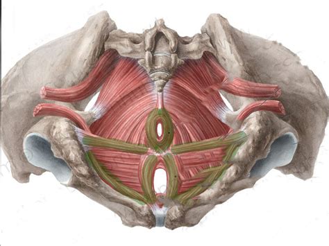 Schema dei muscoli del pavimento pelvico