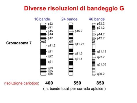 Diagramma di un cromosoma umano con braccio corto (p) e braccio lungo (q)