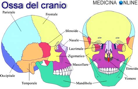 Scheletro cranico umano con suture coronali evidenziate