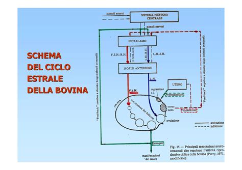 Diagramma del ciclo estrale di una bovina