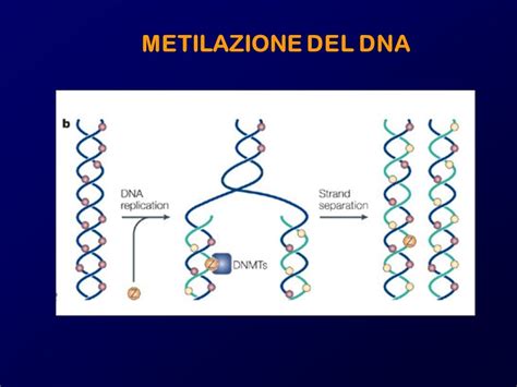 Diagramma che illustra la metilazione del DNA