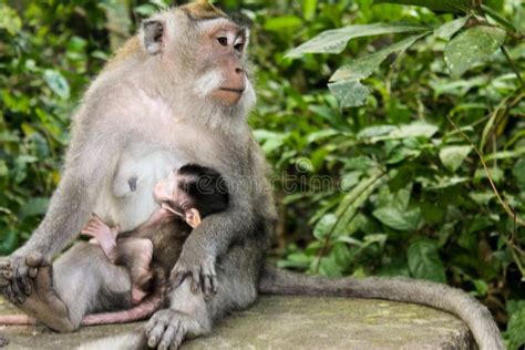 Donna indigena che allatta un cucciolo di scimmia