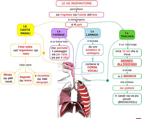 Schema delle vie respiratorie con evidenziate le aree colpite dalla pertosse