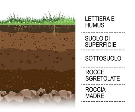 Schema che illustra la profondità del suolo e le zone di vigore