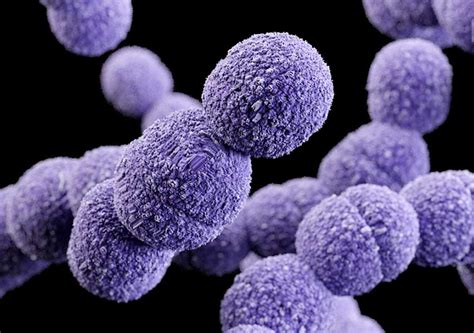 Illustrazione microscopica di Streptococcus agalactiae