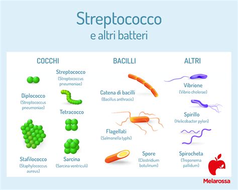 Schema riassuntivo della profilassi intrapartum per lo Streptococco di Gruppo B