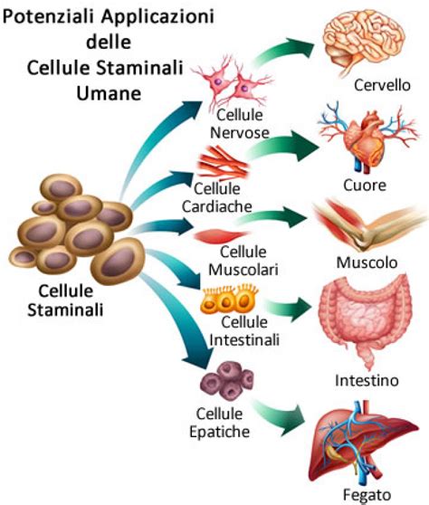 Diagramma che illustra il meccanismo d'azione delle cellule staminali nella rigenerazione tissutale