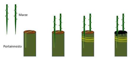 Illustrazione di un innesto con portinnesto e marza