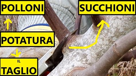 Immagine di un portinnesto con polloni da rimuovere