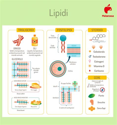 Diagramma che illustra i diversi ruoli del colesterolo nel corpo umano