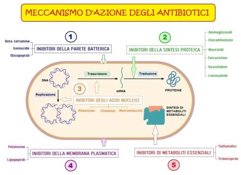 Schema che illustra i meccanismi di azione di H. pylori durante la gravidanza