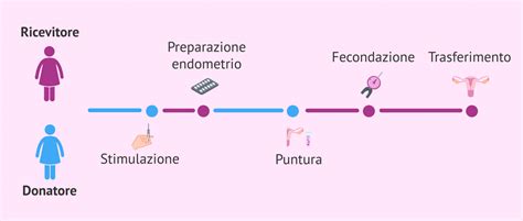 Schema comparativo tra ovuli freschi e vitrificati