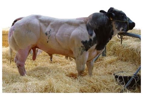 Razza bovina 