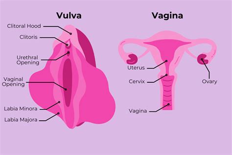 Schema anatomico della vulva e della vagina