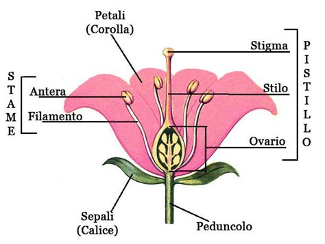 Diagramma del fiore di melo con stami e pistillo