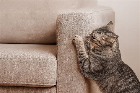 Gatto accoccolato su un divano