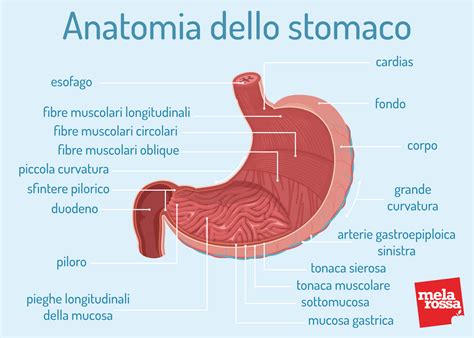 Schema anatomico del tratto digerente superiore con evidenziato esofago, stomaco e cardias