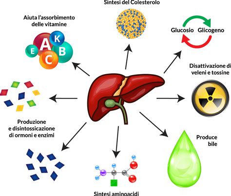 Diagramma del fegato e della produzione di bile