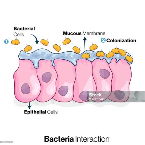 Illustrazione della colonizzazione batterica intestinale