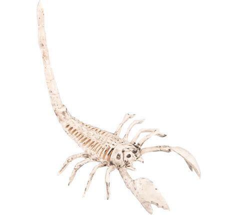 Scheletro fossile di scorpione
